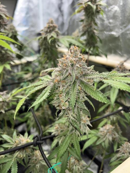 Toronjaz- Blacktuna. Week 13