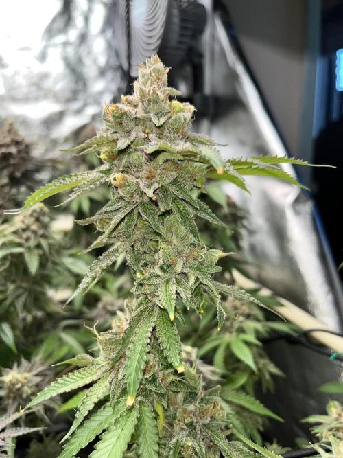 Toronjaz- Blacktuna. Week 13