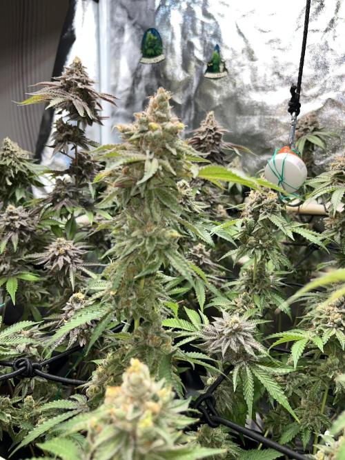 Toronjaz- Blacktuna. Week 13