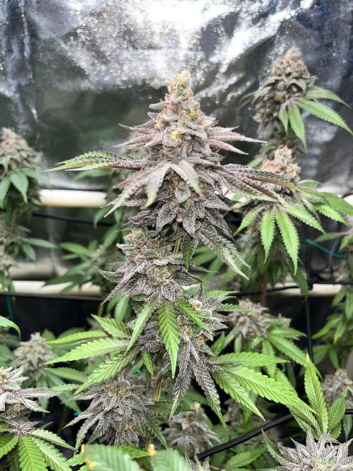 Toronjaz- Blacktuna. Week 13