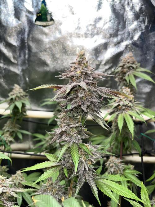 Toronjaz- Blacktuna. Week 13