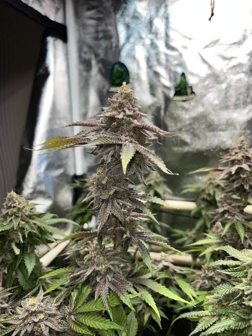 Toronjaz- Blacktuna. Week 13