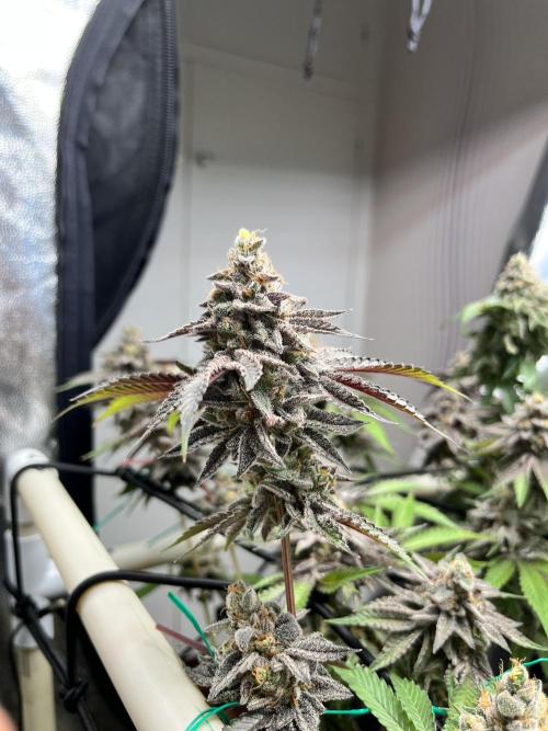 Toronjaz- Blacktuna. Week 13