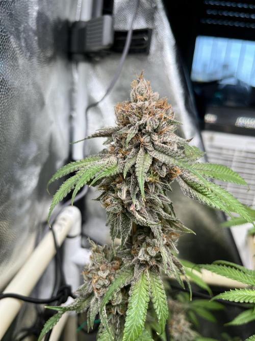 Toronjaz- Blacktuna. Week 13