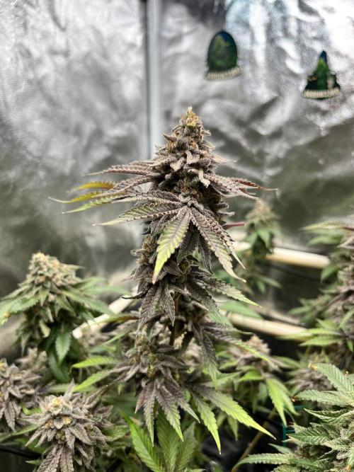 Toronjaz- Blacktuna. Week 13
