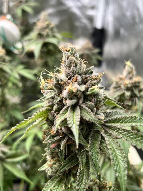 Toronjaz- Blacktuna. Week 13