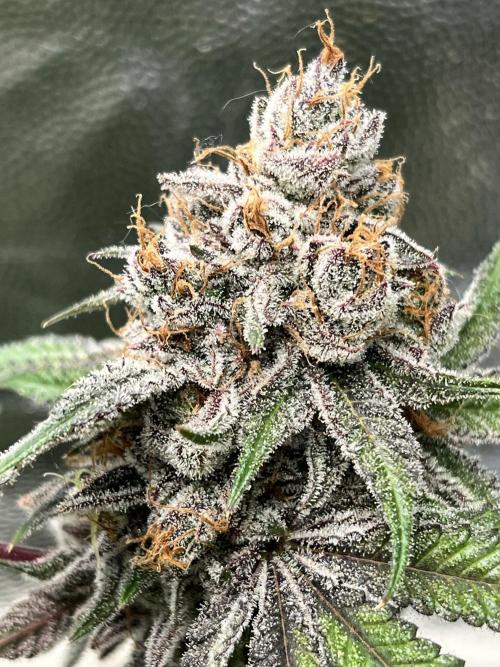 Toronjaz- Blacktuna. Week 13