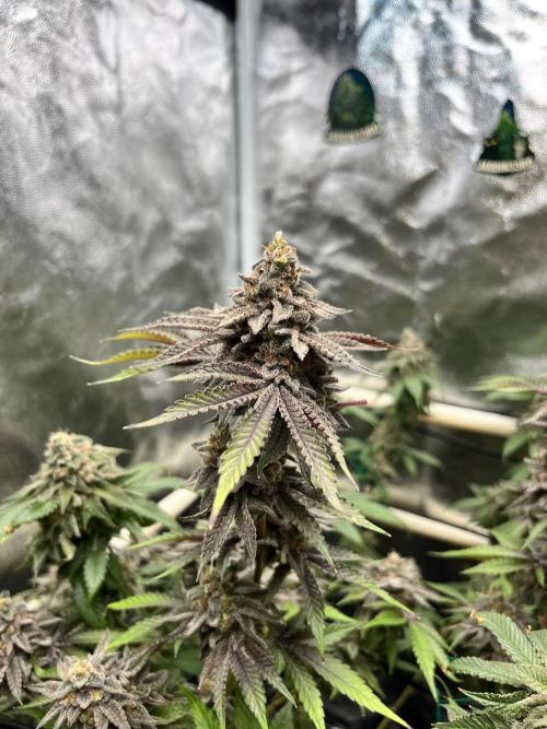Toronjaz- Blacktuna. Week 14