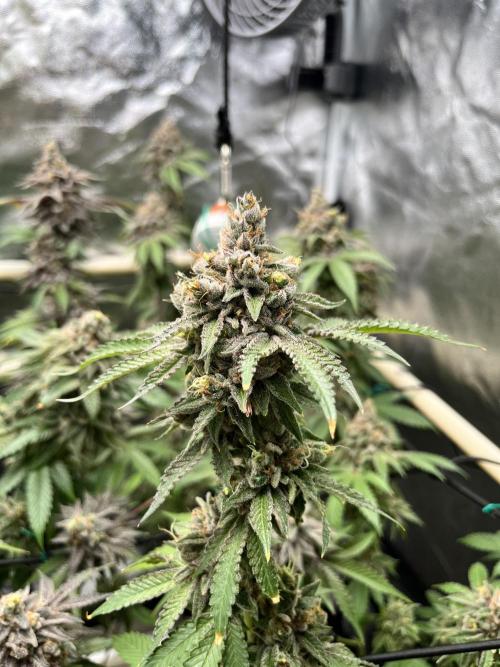Toronjaz- Blacktuna. Week 14