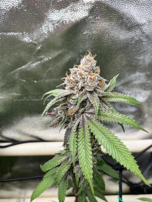 Toronjaz- Blacktuna. Week 14