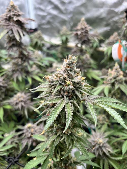 Toronjaz- Blacktuna. Week 14