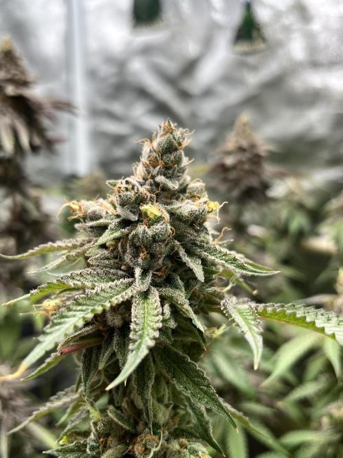 Toronjaz- Blacktuna. Week 14