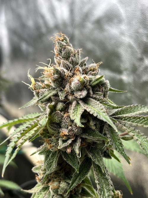 Toronjaz- Blacktuna. Week 14