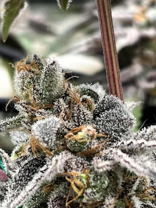 Toronjaz- Blacktuna. Week 14