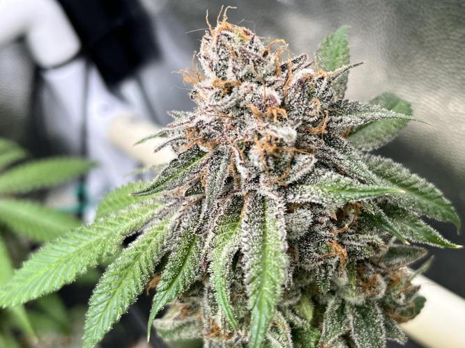 Toronjaz- Blacktuna. Week 14