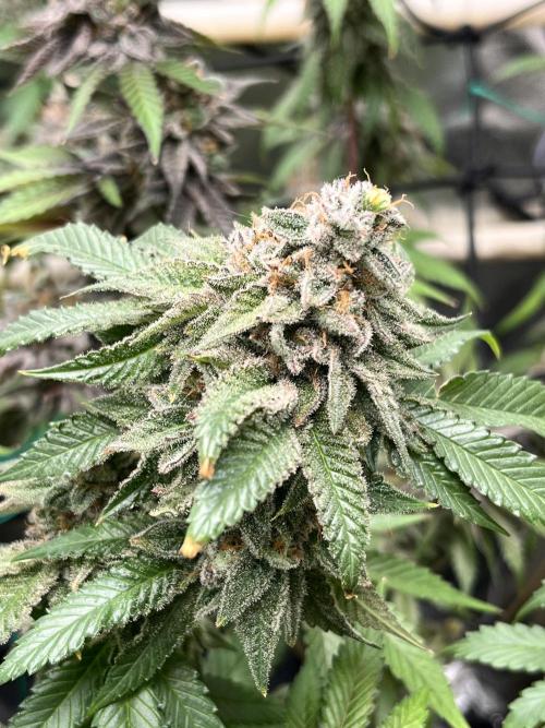 Toronjaz- Blacktuna. Week 14