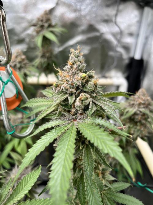 Toronjaz- Blacktuna. Week 14