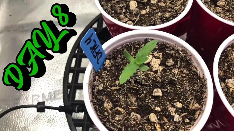 Skunk Devil Genetics Devil Fruit HC