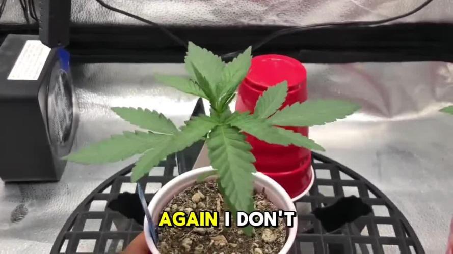 Skunk Devil Genetics Devil Fruit HC