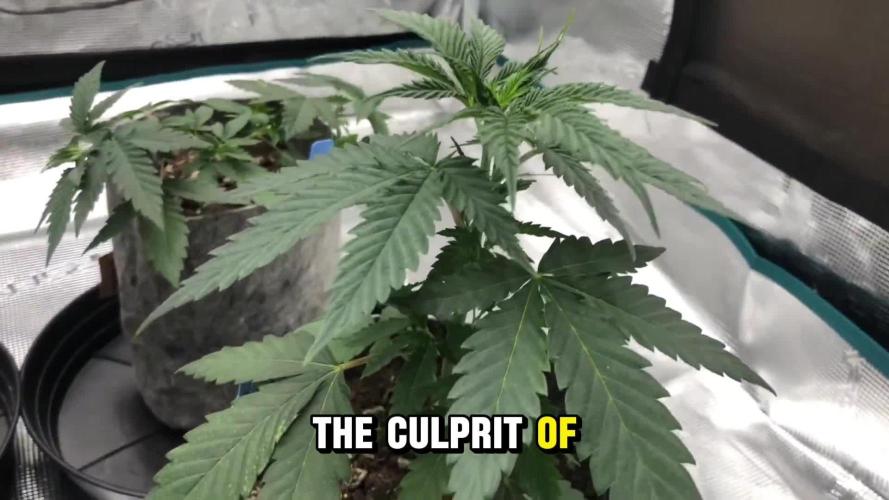 Skunk Devil Genetics Devil Fruit HC