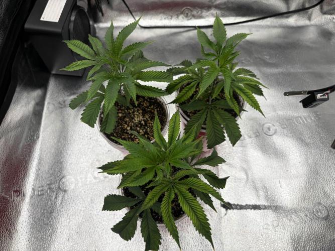 Madara (G Cut). Week 1