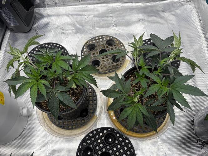 Madara (G Cut). Week 3
