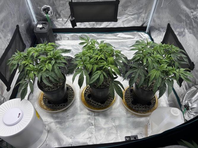 Madara (G Cut). Week 5