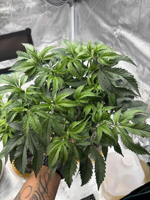 Madara (G Cut). Week 5