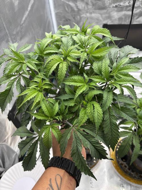 Madara (G Cut). Week 5
