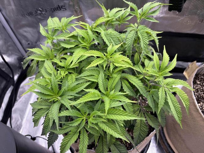 Madara (G Cut). Week 6