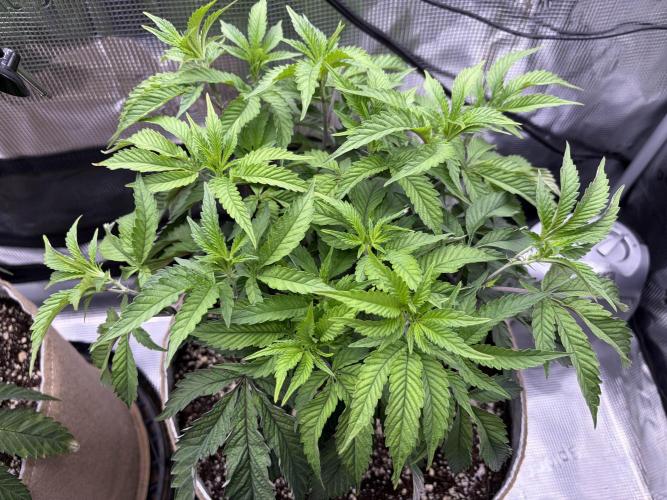 Madara (G Cut). Week 6