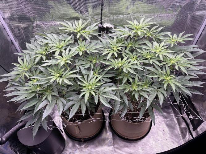 Madara (G Cut). Week 8