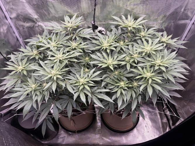 Madara (G Cut). Week 9