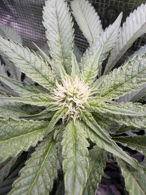 Madara (G Cut). Week 9