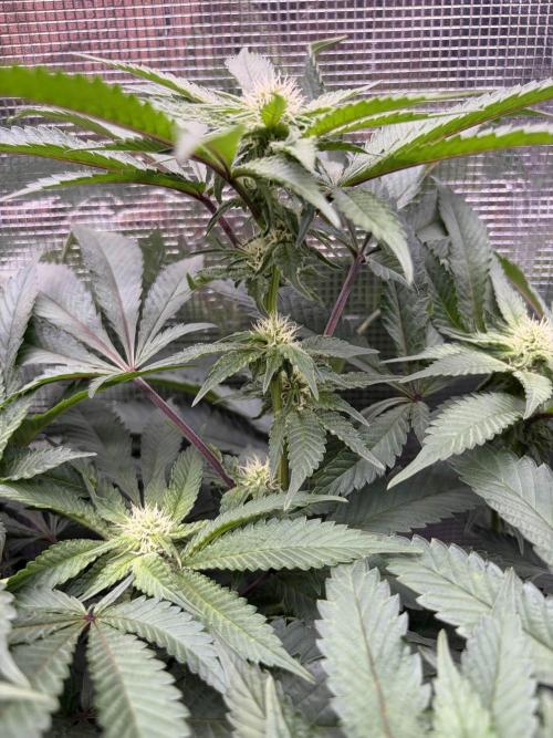 Madara (G Cut). Week 9