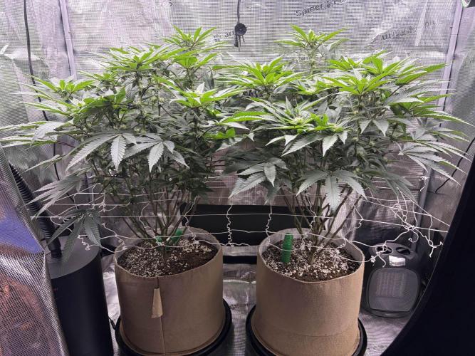 Madara (G Cut). Week 9