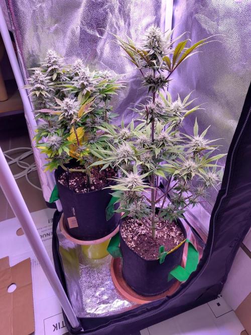 My very first grow. Week 12 - Day 85