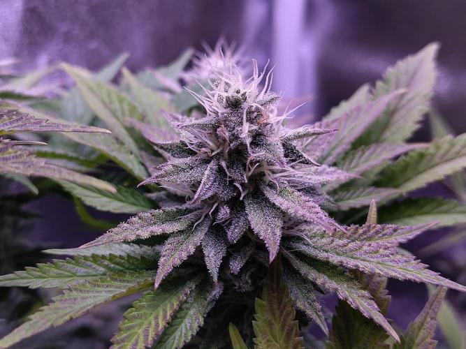 My very first grow. Week 12 - OG Kush