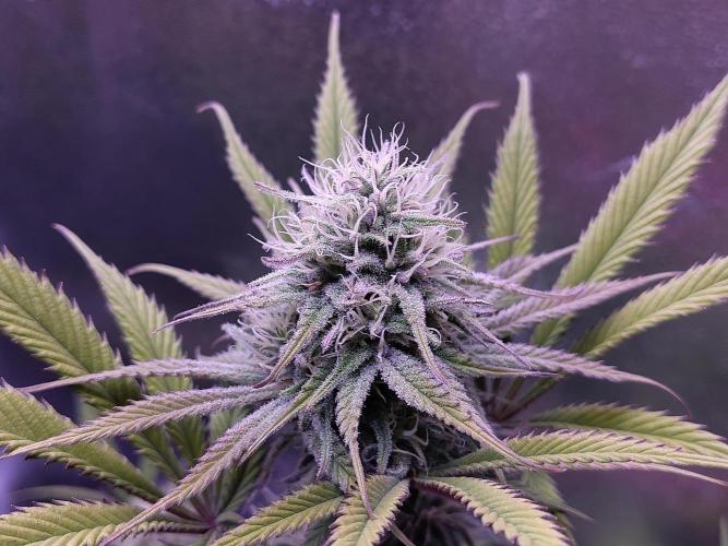 My very first grow. Week 12 - Medical Mass