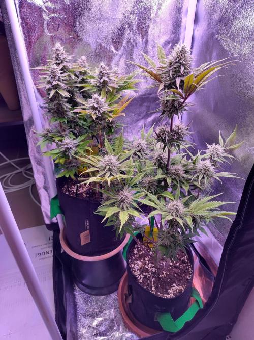My very first grow. Week 13 - Day 92