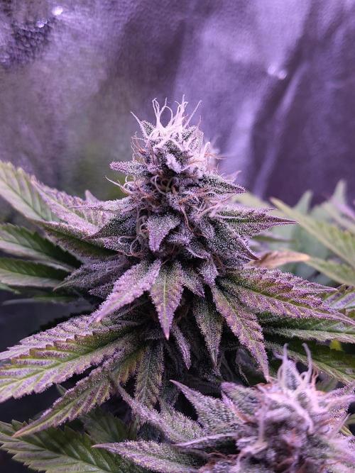 My very first grow. Week 13 - OG Kush