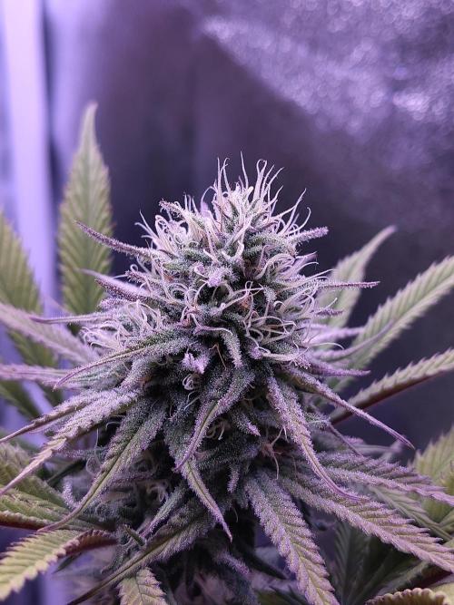 My very first grow. Week 13 - Medical Mass