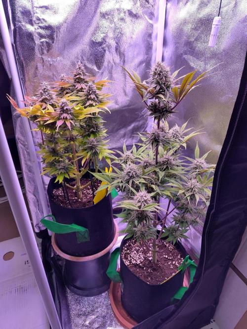 My very first grow. Week 14 - Day 98