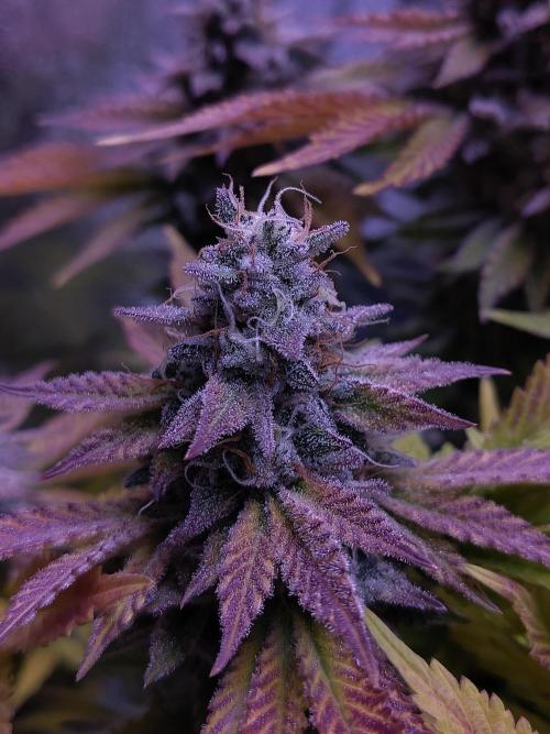 My very first grow. Week 14 - OG Kush