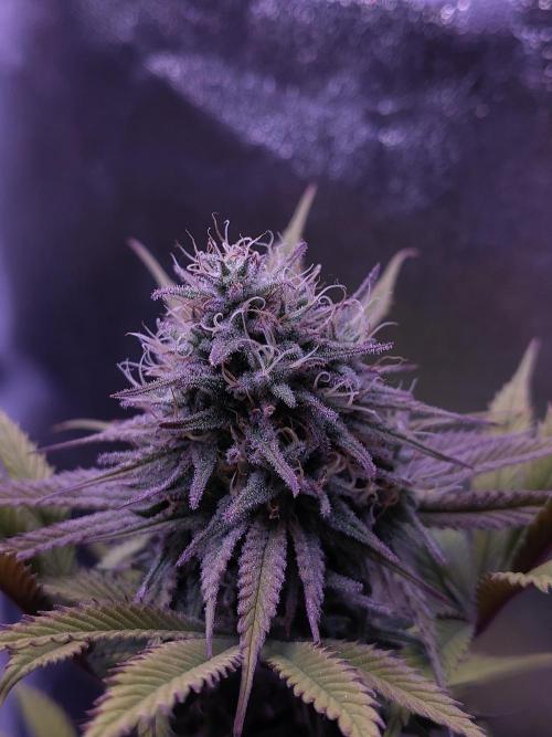 My very first grow. Week 14 - Medical Mass