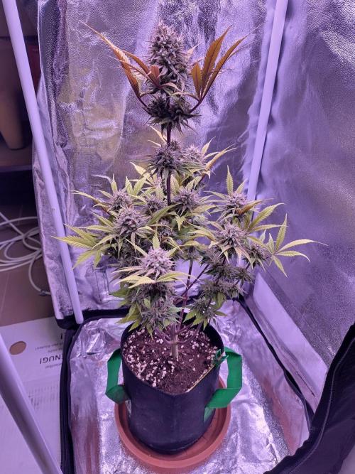 My very first grow. Week 15