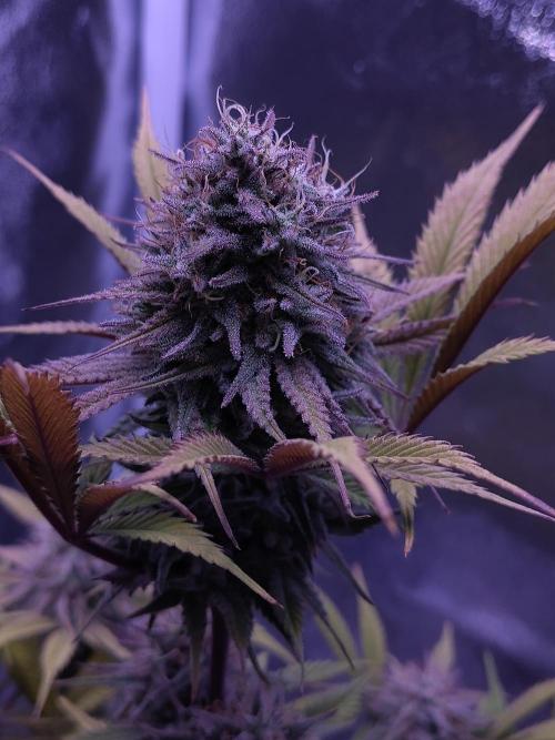 My very first grow. Week 15 - Medical Mass