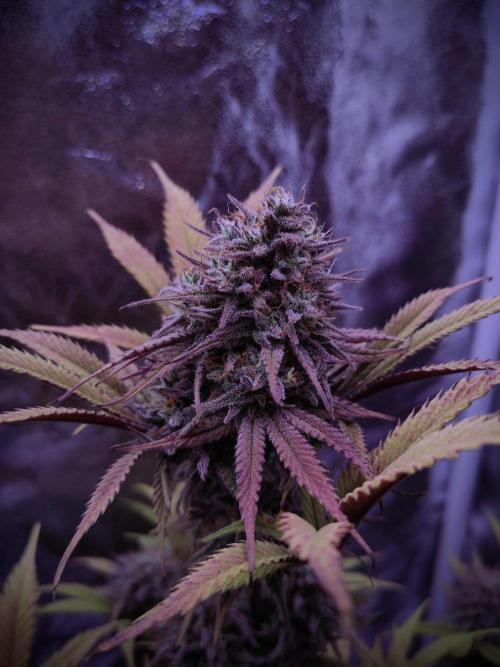 My very first grow. Week 16