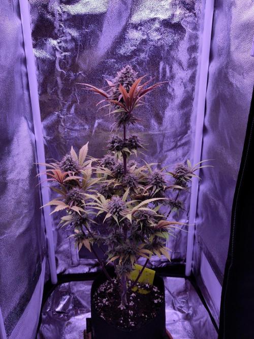 My very first grow. Week 16