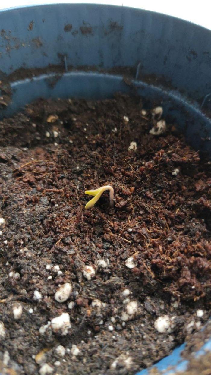 Amsterdam Amnesia Grow (SCROG/Topping). Week 0